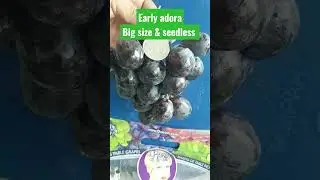 EARLY ADORA BIG SIZE & SEEDLESS 🍇✅ || GRAPES LOVERS 😍💟 #shorts #short #berkebun #satisfying #viral