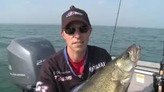 Lake Erie Walleye
