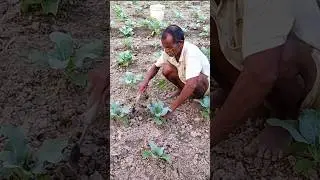 गोभी की खेती A to Z 🌱 gobhi ki kheti A to z jankari #gobhi