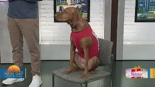 New Day Cleveland: Sit Means Sit Dog Training