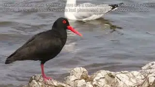 African Black Oystercatcher.  Birding in the Overberg