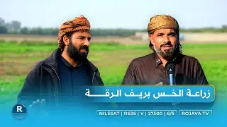 زراعة الخس بريف الرقة.. 