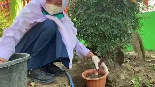 Gerakan Perilaku Dan Berbudaya Lingkungan Hidup di Sekolah ( PBLHS ) #GPBLHSADIWIYATAJATIM2021