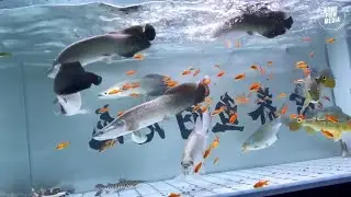 Unbelievable Aquarium Setup: Betta Fish, Goldfish, Tropical and Koi Fish Care Tips #869