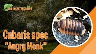 Cubaris spec &bdquo;Angry Monk&ldquo;