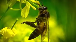 Winter Honey Bees | Wild Birds | Natural Sound