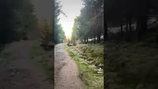 Kings Cave, Isle of Arran 🏴󠁧󠁢󠁳󠁣󠁴󠁿 #isleofarran #wood #island #shorts #explore #scotland #uk