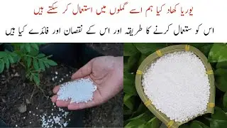 What is Urea Fertilizer for Plants || How to use Urea Fertilizer || Full Update || urdu/hindi