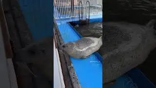 Seal Slapping Its Belly &ndash; Cute and Funny Ocean Moment#SaveTheSeals #SealPups #FurSeals #Pinnipeds