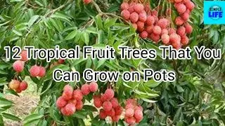 12 Tropical Fruit Trees that You can Grow on Pots