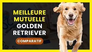 La Meilleure MUTUELLE pour GOLDEN RETRIEVER | COMPARATIF : Mutuelle Sant&eacute; & Assurance Animaux, Chien