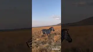 Plains zebras are the most common species and native to Africa.They live in small family groups