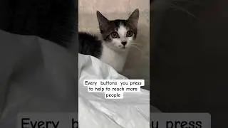 Every  share needs help to us my our cats lover ❤️ #cats #shortsvideo #love #help