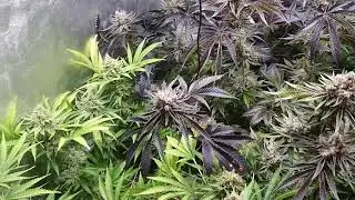 Grow update Peyote cookies and Afghan gold