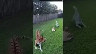 dog rescues baby from tiger #marvel #cute #animals #shorts