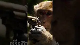 #sfxstore #airsoft #story #monkey #lifeisbutadream #cuteanimal #cutemonkey