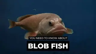 Blobfish 🐡 The Ocean's Quirkiest Resident | The Wise Hub