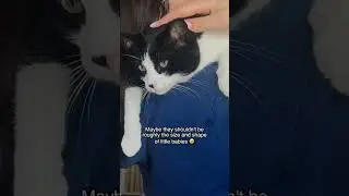 If not baby, why baby-shaped? 📽:777pvm #cat #cats #usa