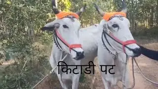किटाडी पट १४ नंबर वाले बैल🎉||#नाद_एकच_बैलगाडा_शर्यत #villagelife #बैलगाडा #bailgada 