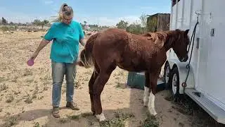Cutting bred colt for sale