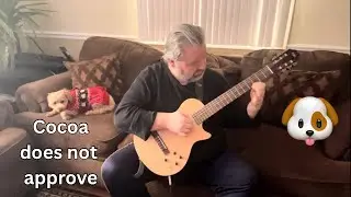 First Guitar Improv Of 2026 But Our GoldenDoodle Does Not Approve 🐶😂
