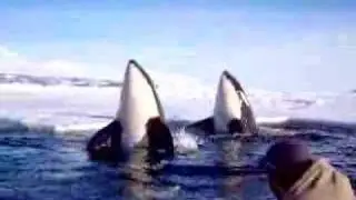 Killer whales spy hopping
