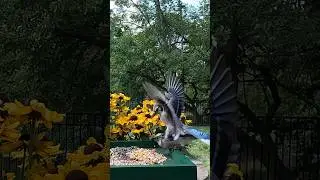 WOW! Blue Jay Attacks #viral #shorts #bluejays #attack  #birds#wildlife #nature #wildlife