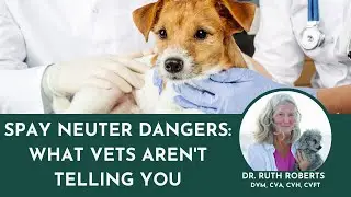 Is Your Pet at Risk? Discover the Hidden Dangers of Spay-Neuter Syndrome
