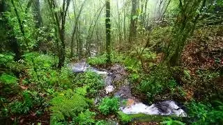 2 Horas de Sonido de lluvia relajante en el bosque HD r&iacute;o, agua, animales Relajarse Dormir profundo