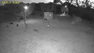 Tree stand pig hunt