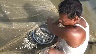 Unique Fish Trapping System Using Fishing net and bamboo | Catching Thousands KG country fish
