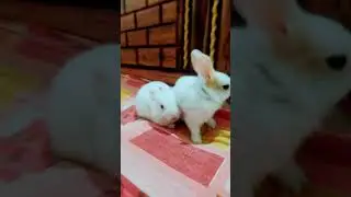 #bunny #trending #short  of rabbits# trends # honey bunny
