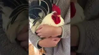 Koji the Rooster Running to Be Held by His Favorite Human || ViralHog