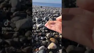 Hunting for Beach Agates! Washington State