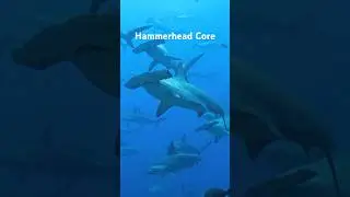 Hammerhead Core #animalshorts #animals #shark #sharks #hammerheadshark #hammerhead
