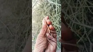 Do you have experience seeing this type of insect?