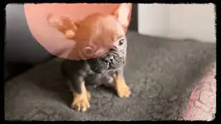 Photogenic PUPPIES
