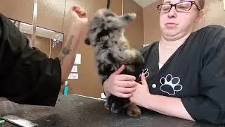 Puppy&rsquo;s first groom! Sage the cavapoo