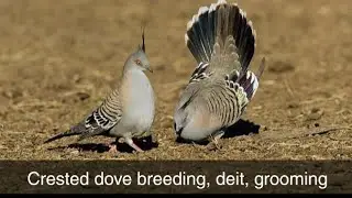 Crested Dove | Crested Dove Breeding, Deit, Price | Crested Dove Display