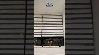Discover the Best Selection of Stylish Blinds for Homes in Toronto & GTA! 🌟✨ | Ava Window Fashions