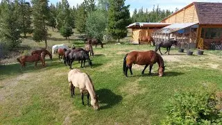 Trailer: trails of the Untamed &middot; Big Creek Lodge in British Columbia, Canada