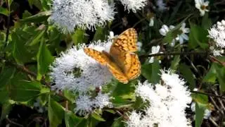 white mistflower