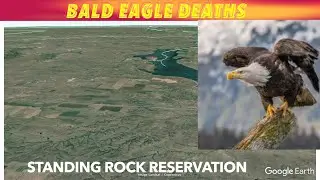 Man Being Sentenced For Bald Eagle Deaths In North Dakota