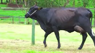 LOTE 40 AURORA FIV GILLIGAN SANTA LUZIA 4559 CK