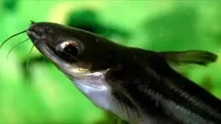 Peces para no comprar: Peces Gato