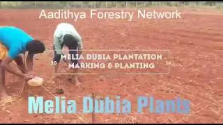 Melia Dubia Plants, Plantation