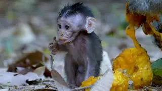 Precious baby monkey Bobby so cute eating sweeting mango with mum, Thanks visitor for mango