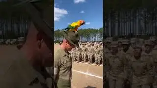PARROT Takes Over an Army Drill Everyone Do Jumping Jacks! 2811  #whatanow #funny