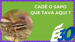 CADÊ O SAPO QUE TAVA AQUI? | Biologia em Meia Hora