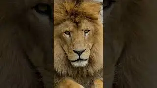 Eye Contact With Lion | #shorts